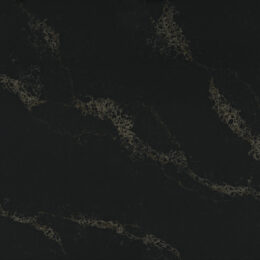 AC915-Black-Swan-0-0-1-3